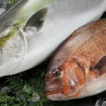 平戸なつ香ブリと平戸なつ香タイ