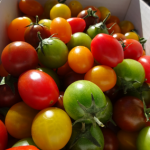 あまえぎみ(甘恵黄味)