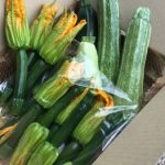 花ズッキーニ/井上農園/山梨県北杜市