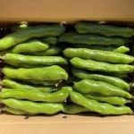 鹿児島県指宿市にしやま農園のそら豆