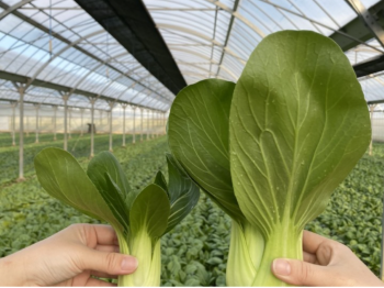 大橋農園のベビーチンゲンサイと一般的なチンゲンサイの大きさ比較