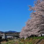 南浅川の桜
