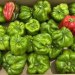 ぼたんこしょう