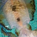 アオリイカの新子