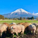 朝霧高原放牧豚