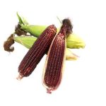 大和ルージュとうもろこし