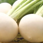 三浦市のPEEKABOOで育てられる白くみずみずしい三浦かぶの通販・お取り寄せ情報